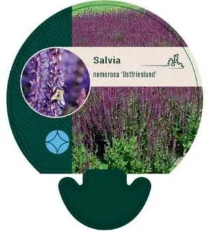 Puutarhasalvia