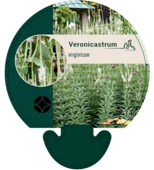 Virginian tähkäverbena